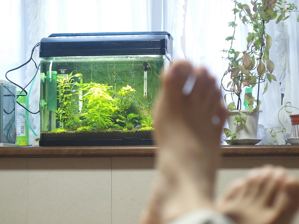【緑】水草