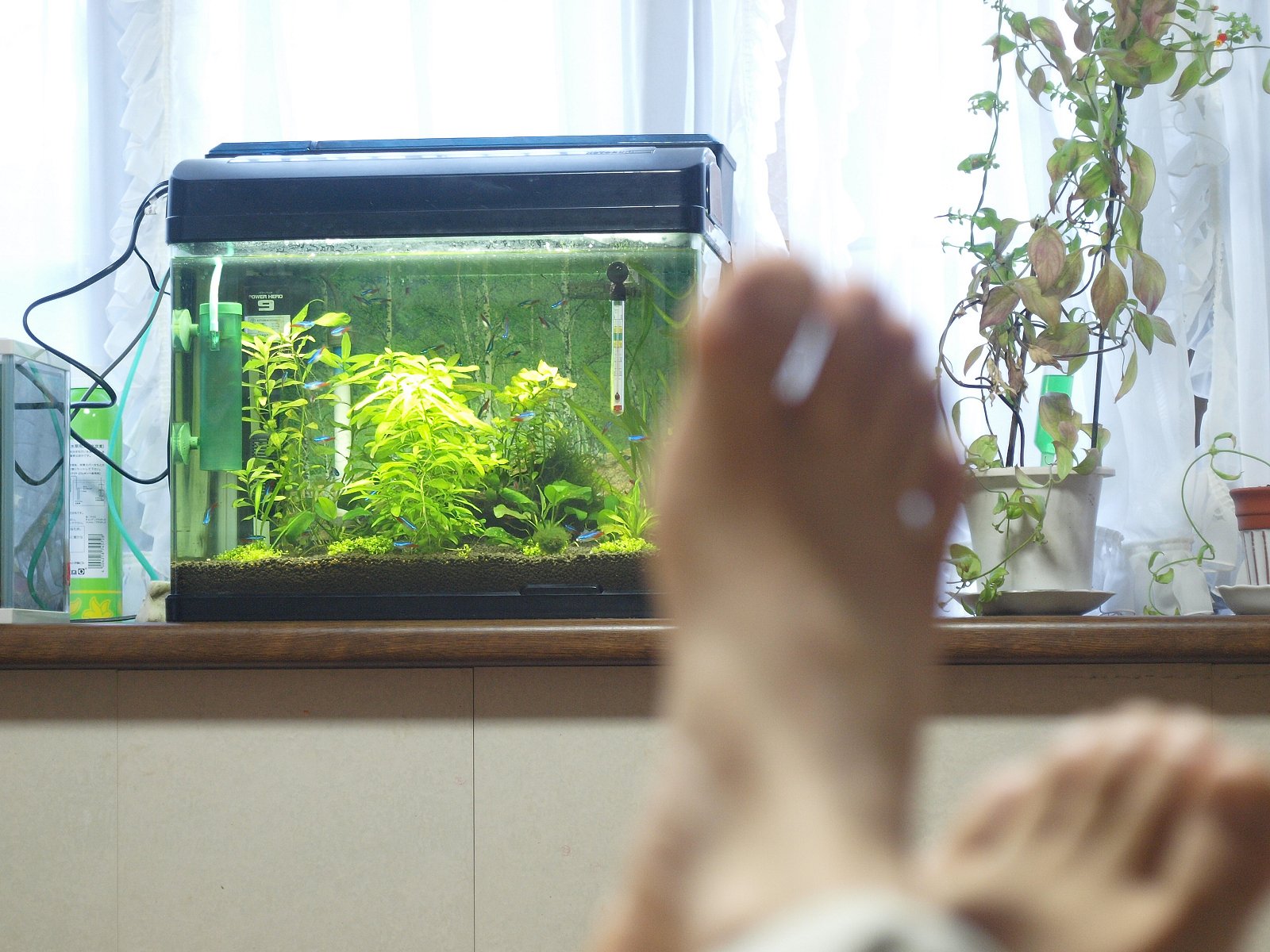 【緑】水草