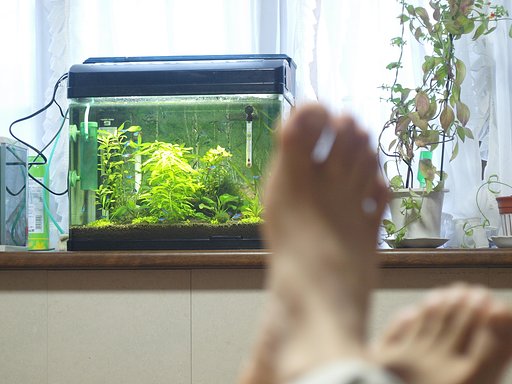 【緑】水草