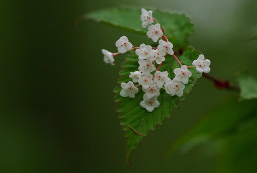 【緑】の葉の上で、押し競饅頭