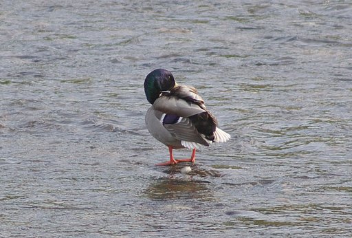 カラフルな鴨、マガモの雄の羽の手入れです。