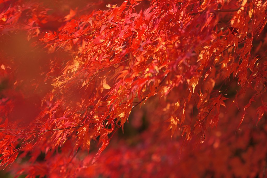 紅一色