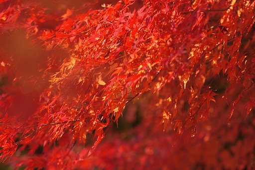 紅一色