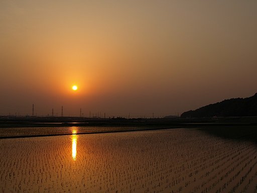 田んぼと夕日^^;