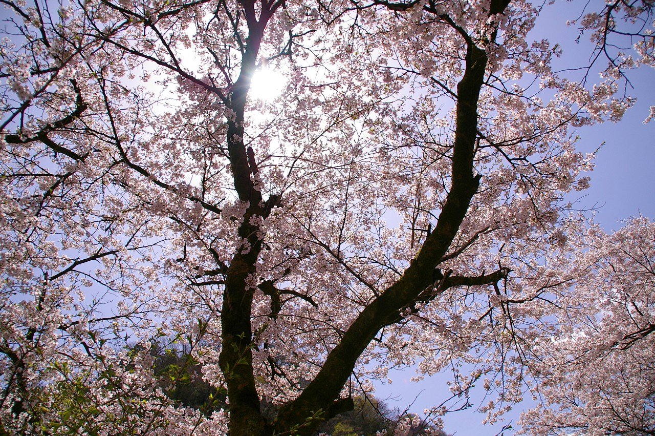桜漏れ日