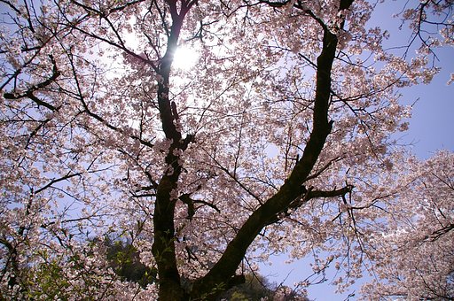 桜漏れ日