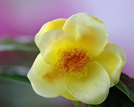 金茶花