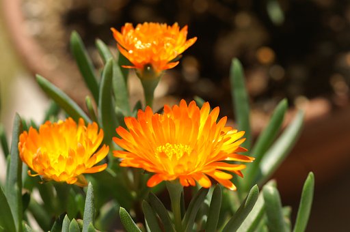 庭の花