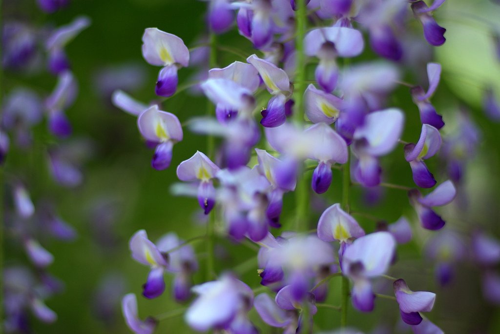 『植』藤の花
