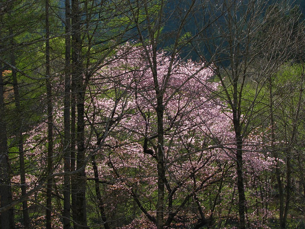 木の向うに・・・山桜