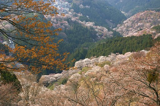 吉野の桜