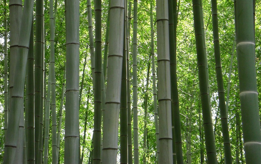 竹林