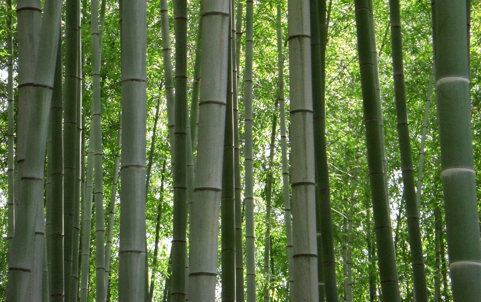 竹林