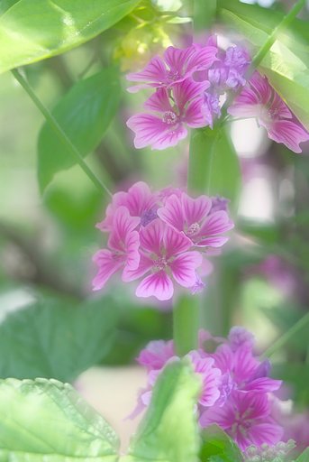 「植」今日の暑さの