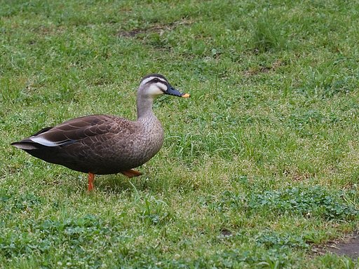 「植」物の実を食べてるカルガモ