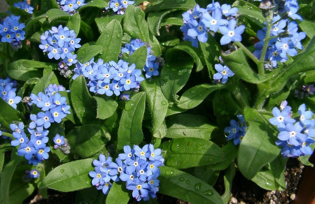 わすれな草