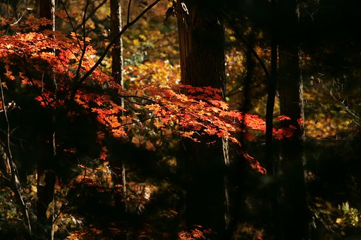 こんな紅葉、、(-_-;)いかがでしょ〜