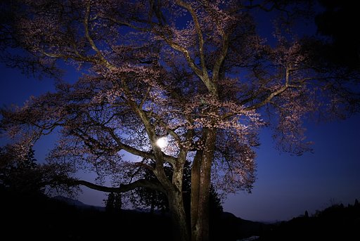 月と桜