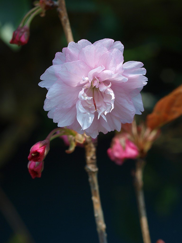 八重桜