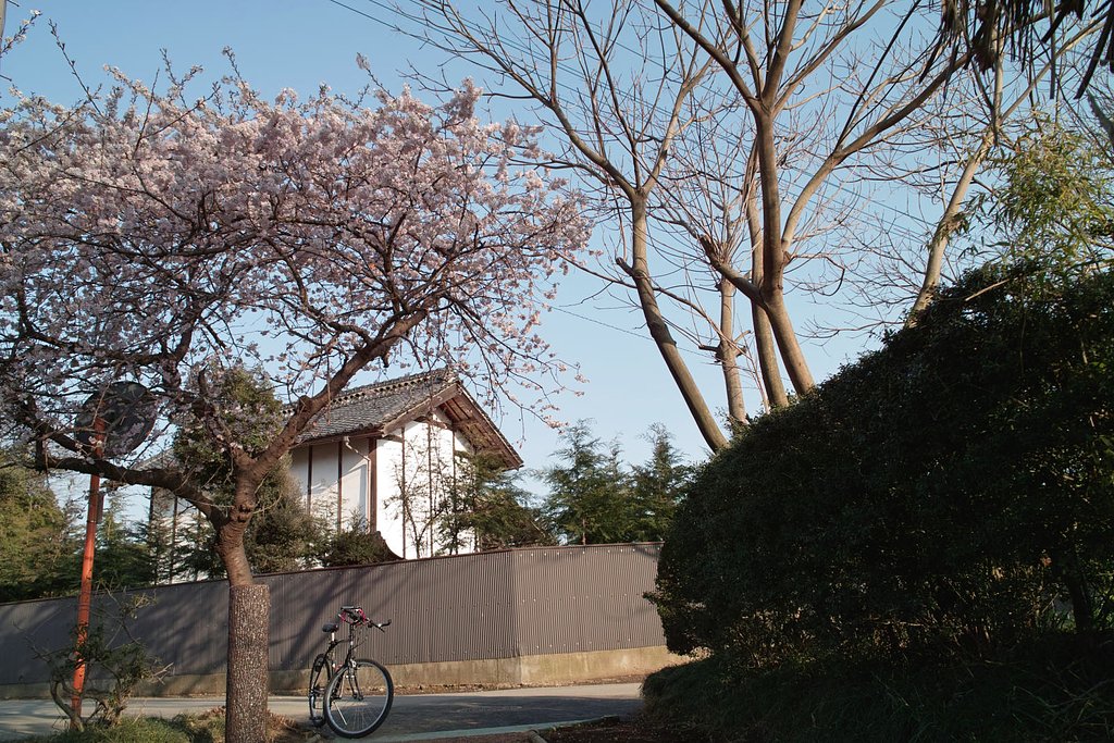 【赤】花見はこれで