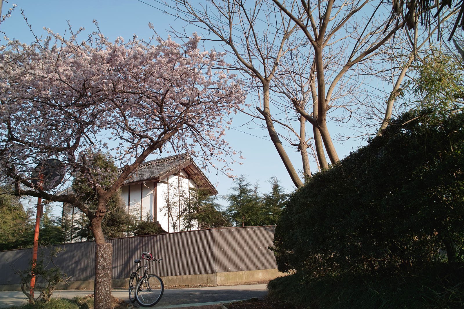 【赤】花見はこれで