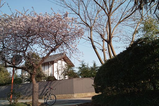 【赤】花見はこれで