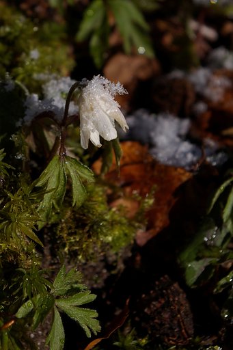 Between winter but spring.