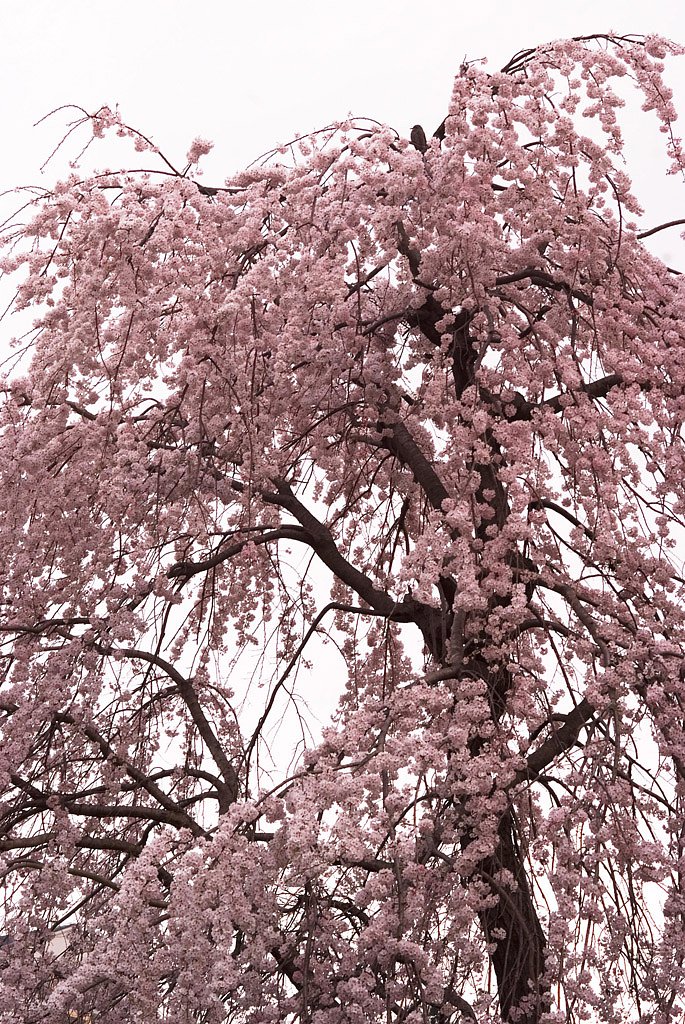 枝垂れ桜
