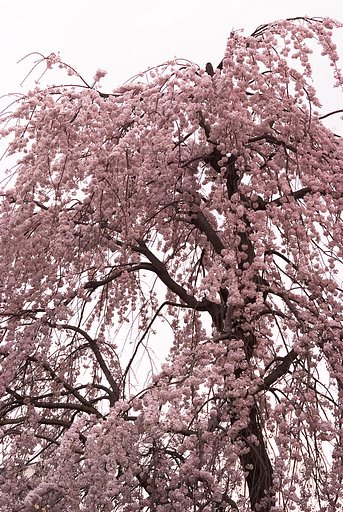 枝垂れ桜