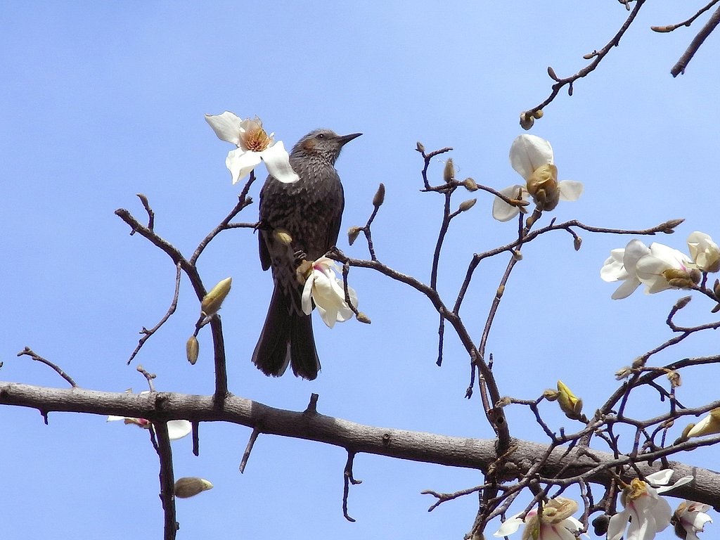 ひよどり