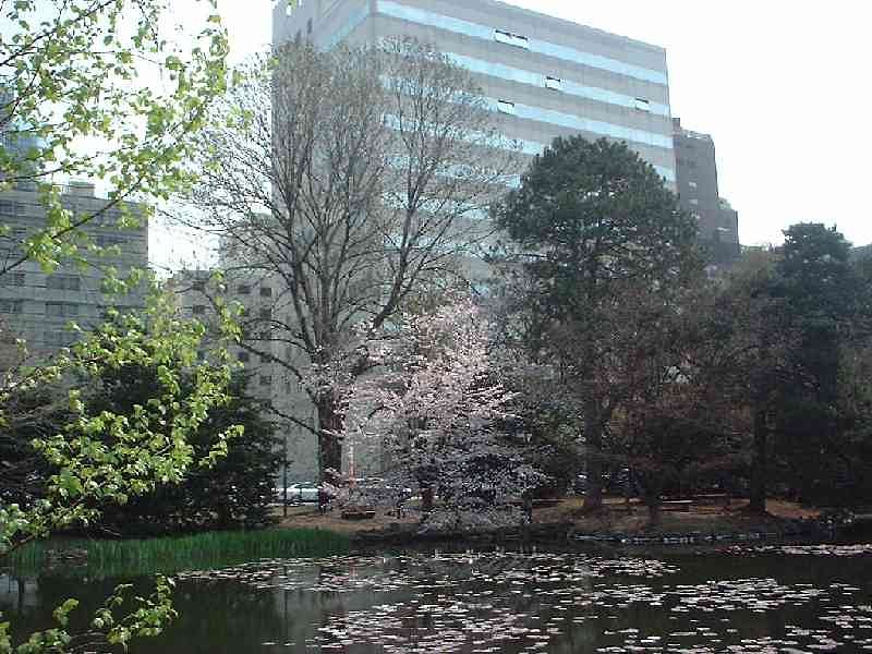 桜＆モクレン