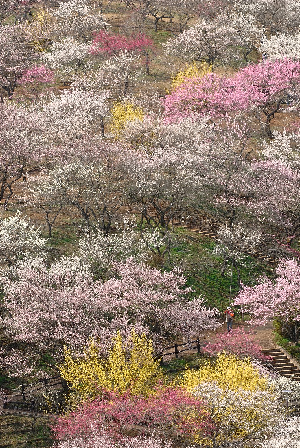 3/26梅の公園
