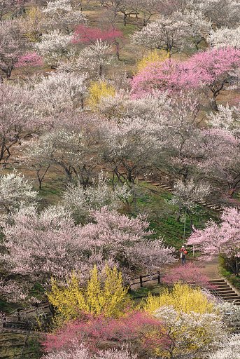3/26梅の公園