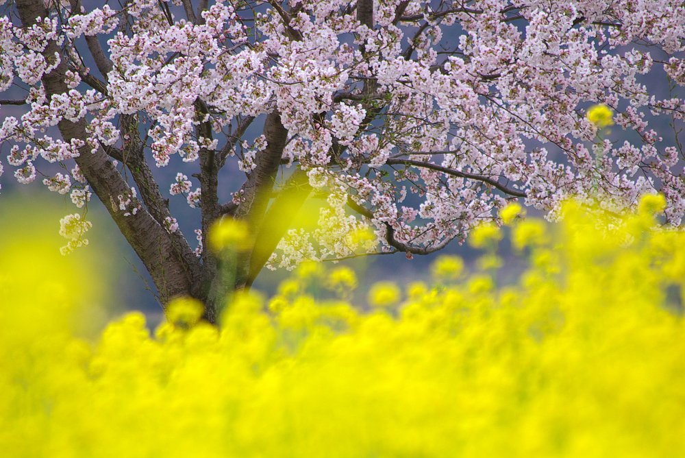 菜の花畑に咲く