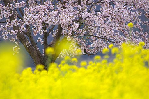 菜の花畑に咲く