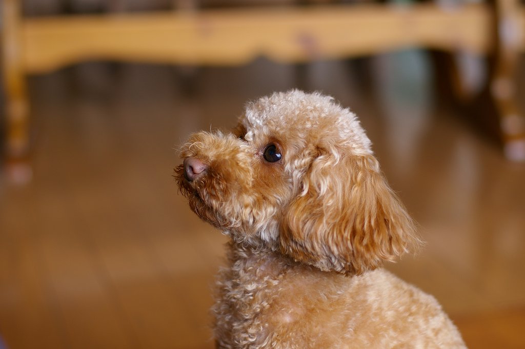 K100D+FA50mmF1.4