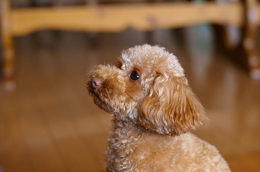 K100D+FA50mmF1.4