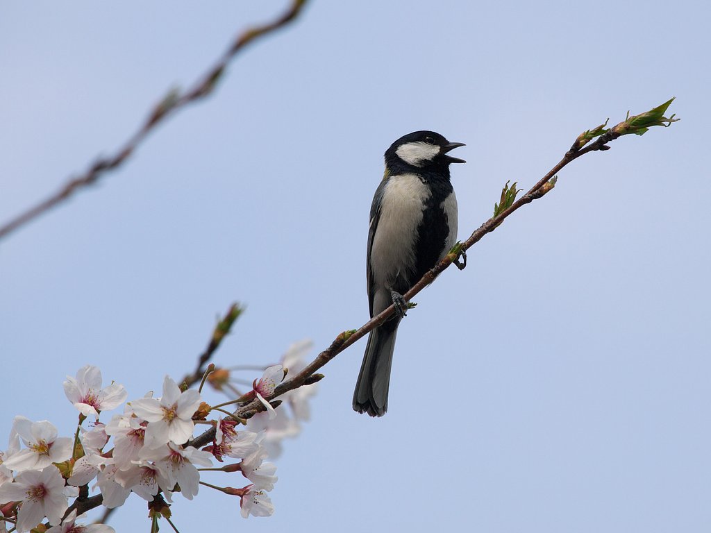 桜とシジュウカラ