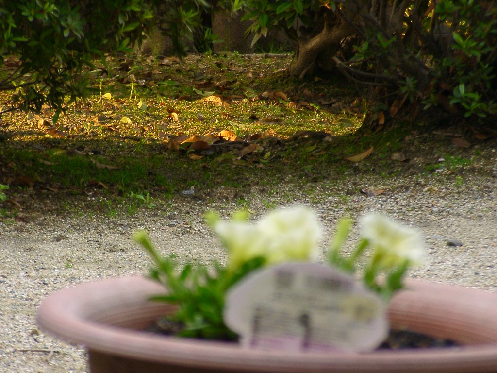 落ち葉に朝日