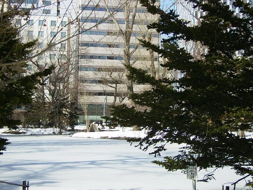 3月12日の写真