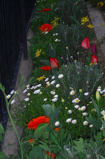 我が家の夜の花壇