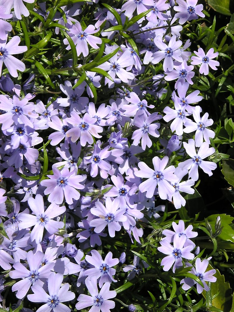 今は花の季節ですね