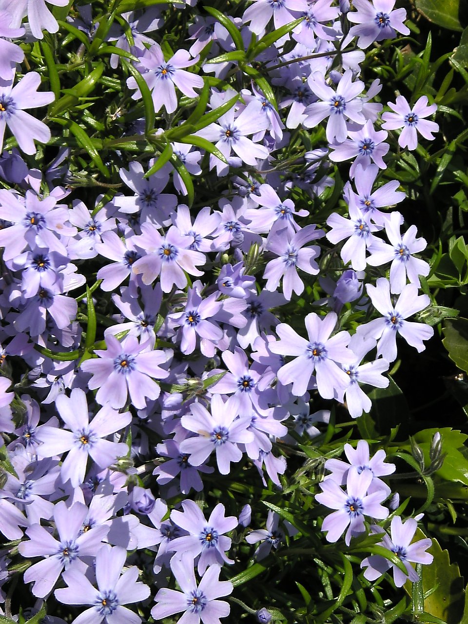 今は花の季節ですね