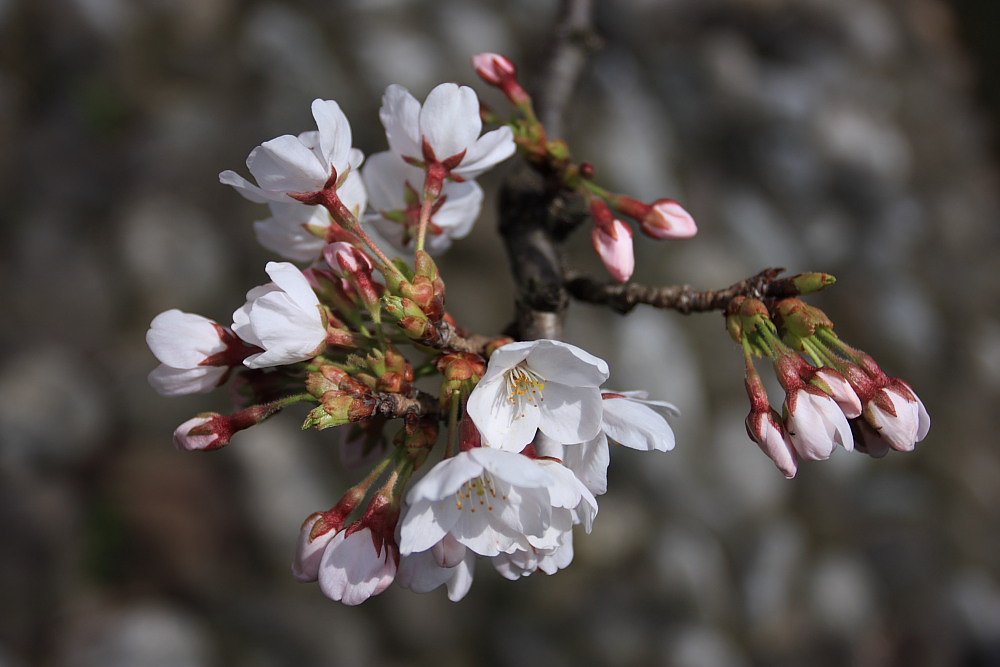 来た！ 桜前線