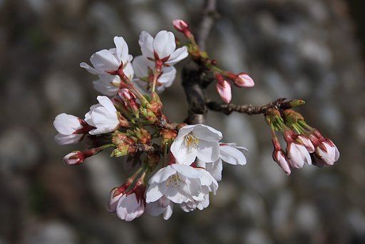 来た！ 桜前線