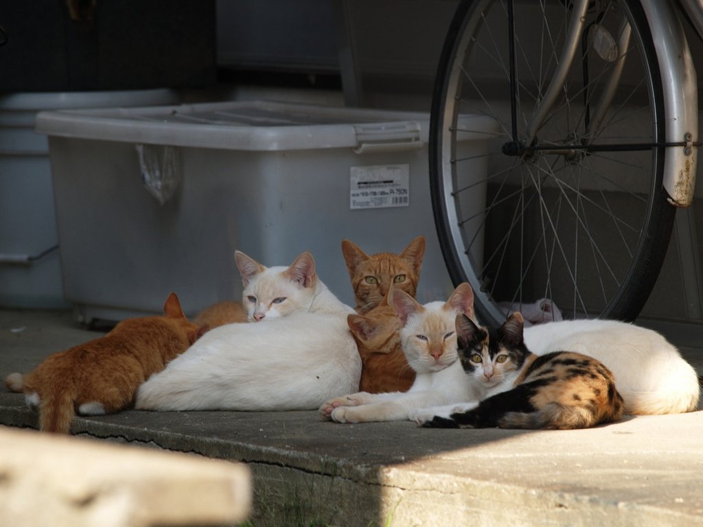 猫団子