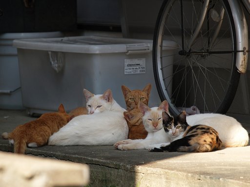 猫団子