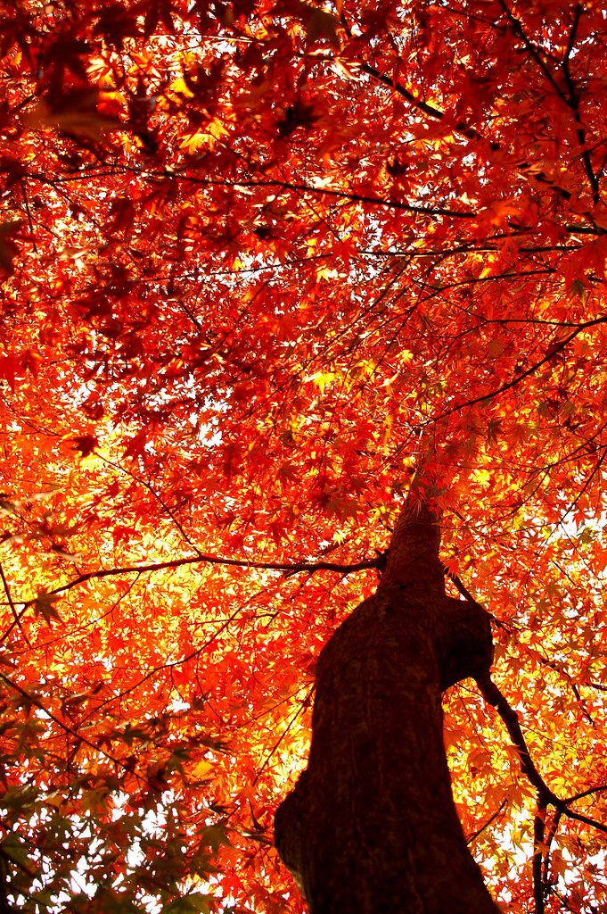 まだこんなに紅い!