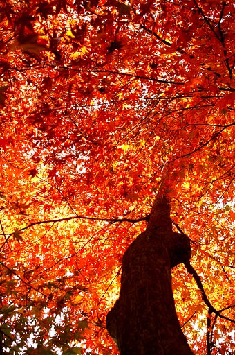 まだこんなに紅い!