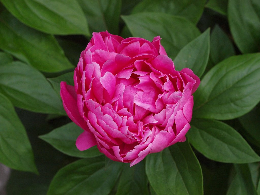 「立てば芍薬，座れば牡丹」